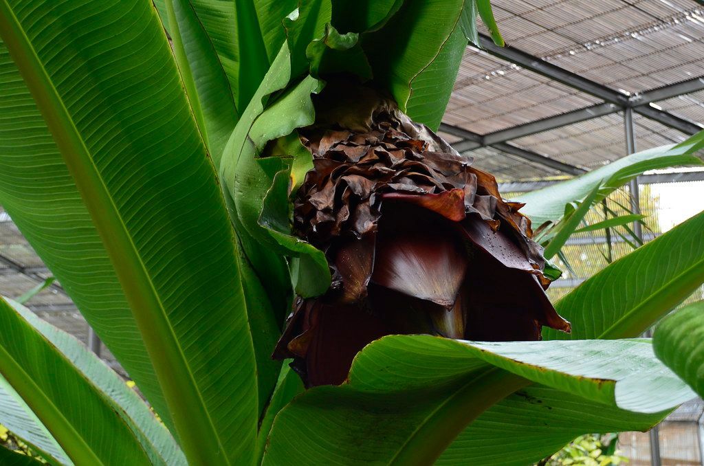 Banana-da-Abissínia (Ensete ventricosum) | Estufa Fria,  2015