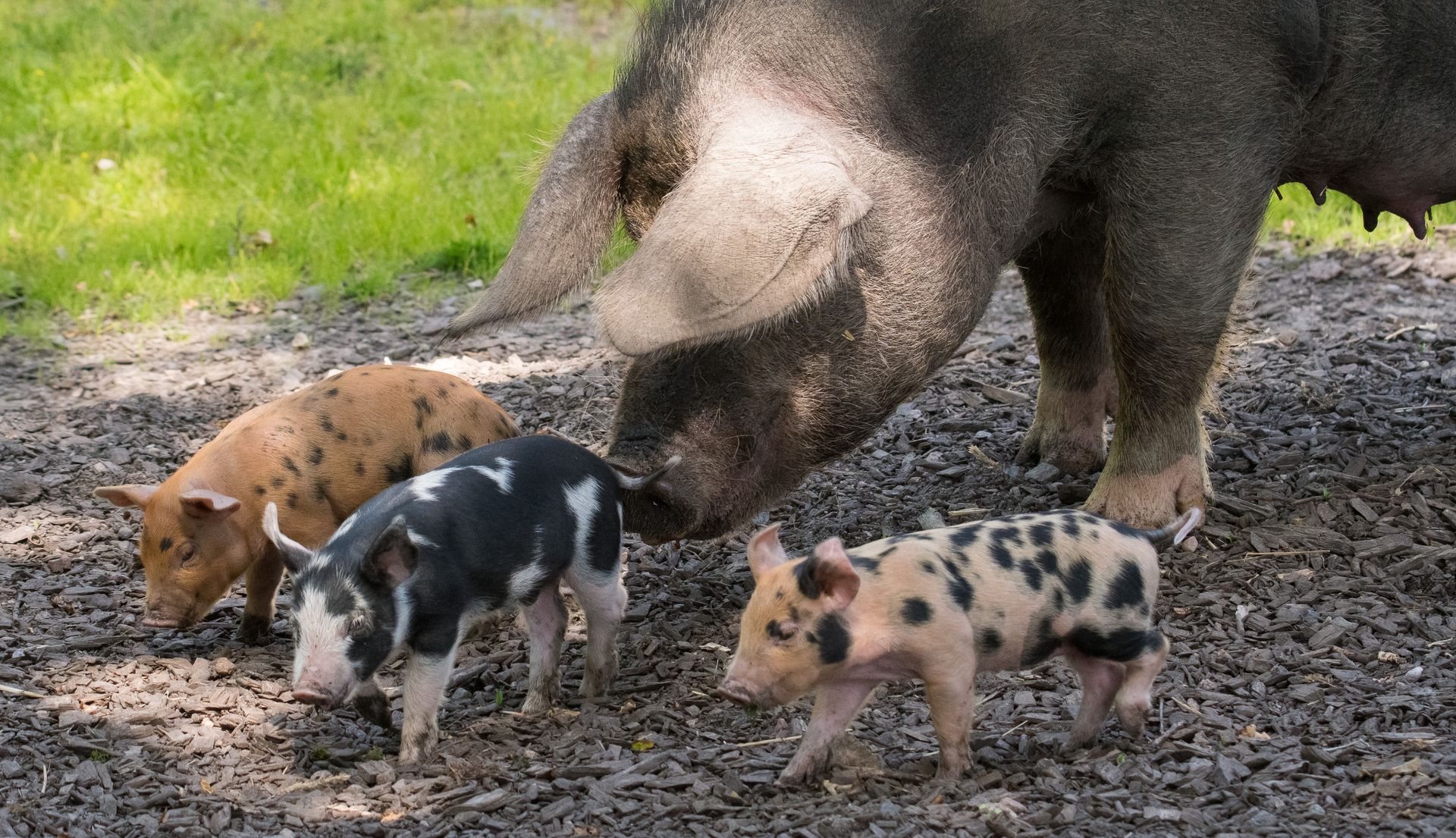 Hör hemma i Höör – Linderödsgrisen