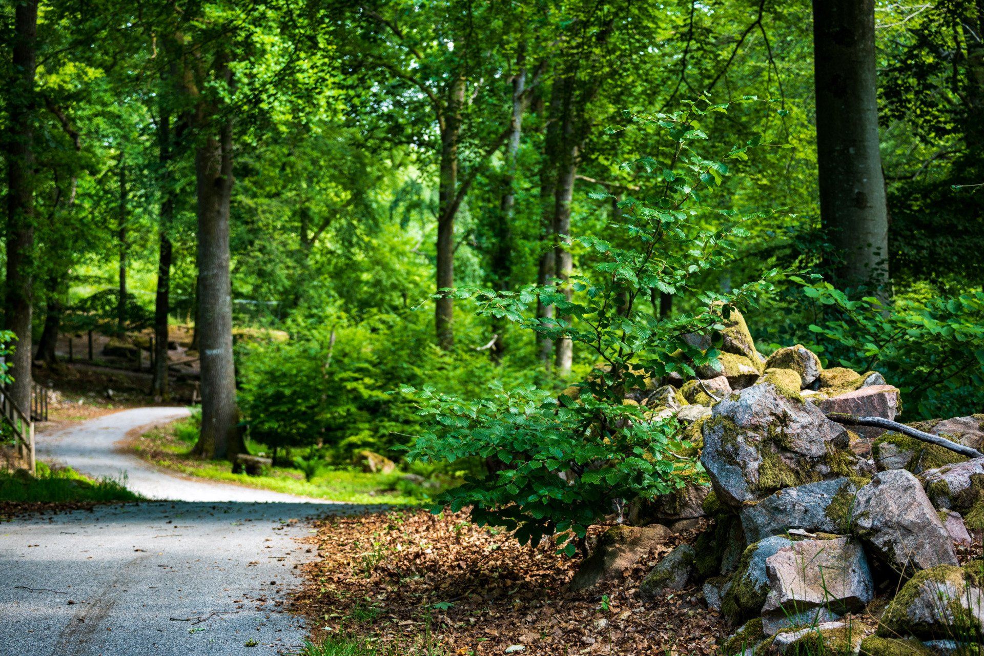 Vacker natur på sommaren i Skånes Djurpark