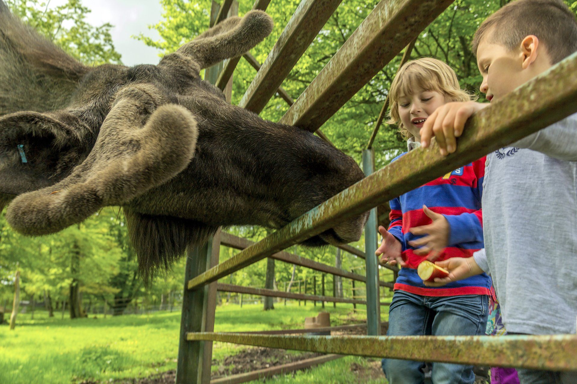 Upplevelser Djur Aktiviteter F r Hela Familjen I Sk nes Djurpark Upplevelser Djur Aktiviteter F r Hela Familjen I Sk nes Djurpark