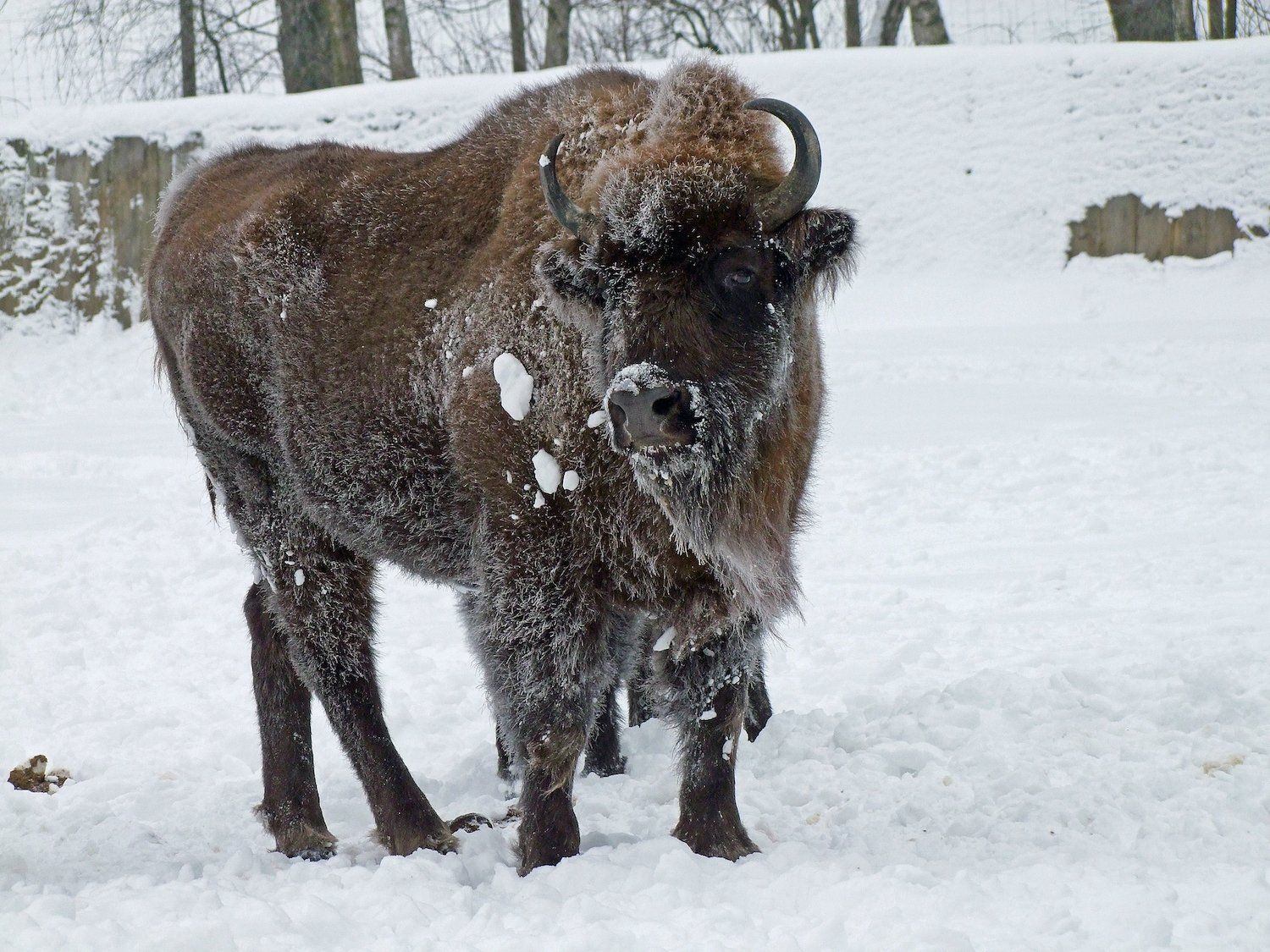 Visenttjuren Skrim flyttar från Skånes Djurpark i Höör till Rumänien för ett liv i det vilda
