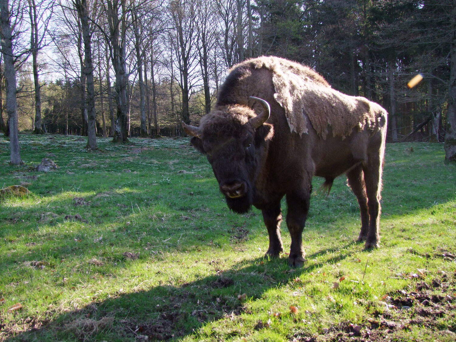 Visenttjuren i Skånes Djurpark är ett stort och ståtligt djur