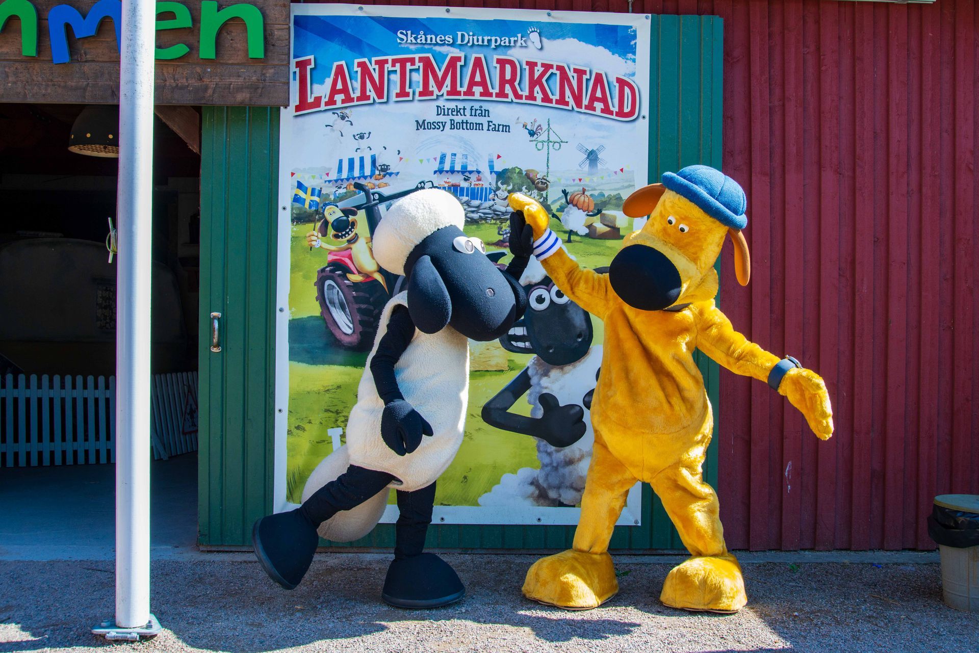 Fåret Shaun Land i Skånes Djurpar - möt Shaun och Timmy!