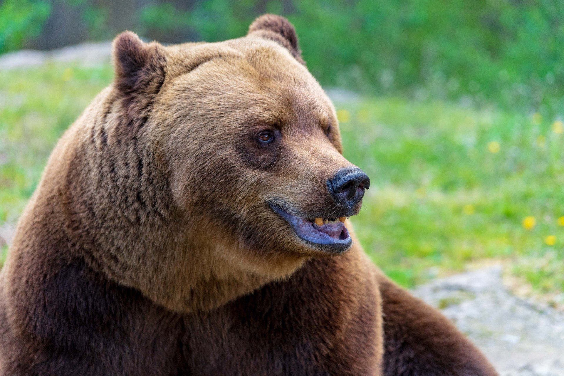 Möt de nordiska djuren i Skånes Djurpark