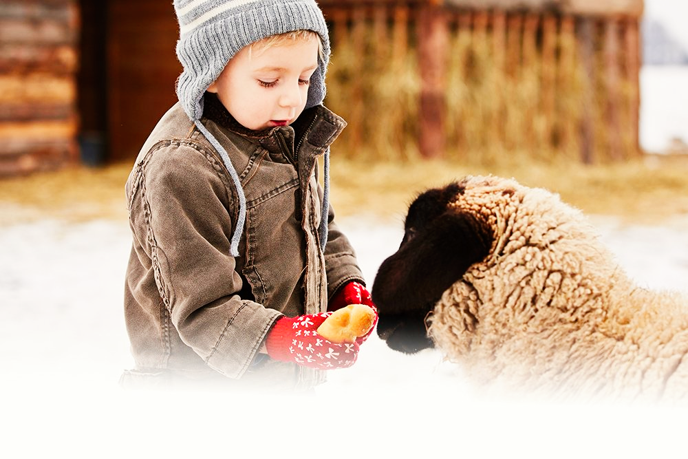 Välkommen att fira jul i Skånes Djurpark!