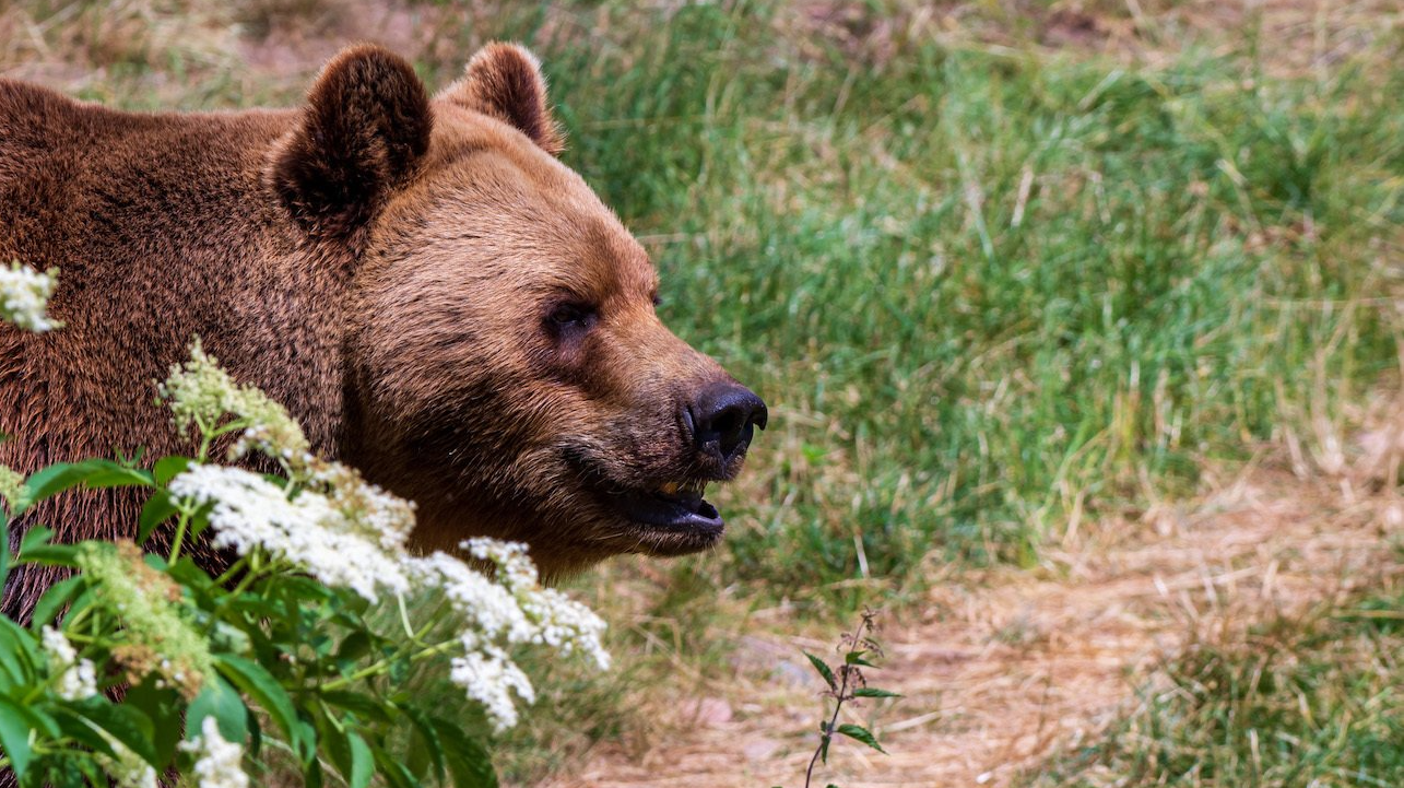 Glok heter brunbjörnshanen i Skånes Djurpark