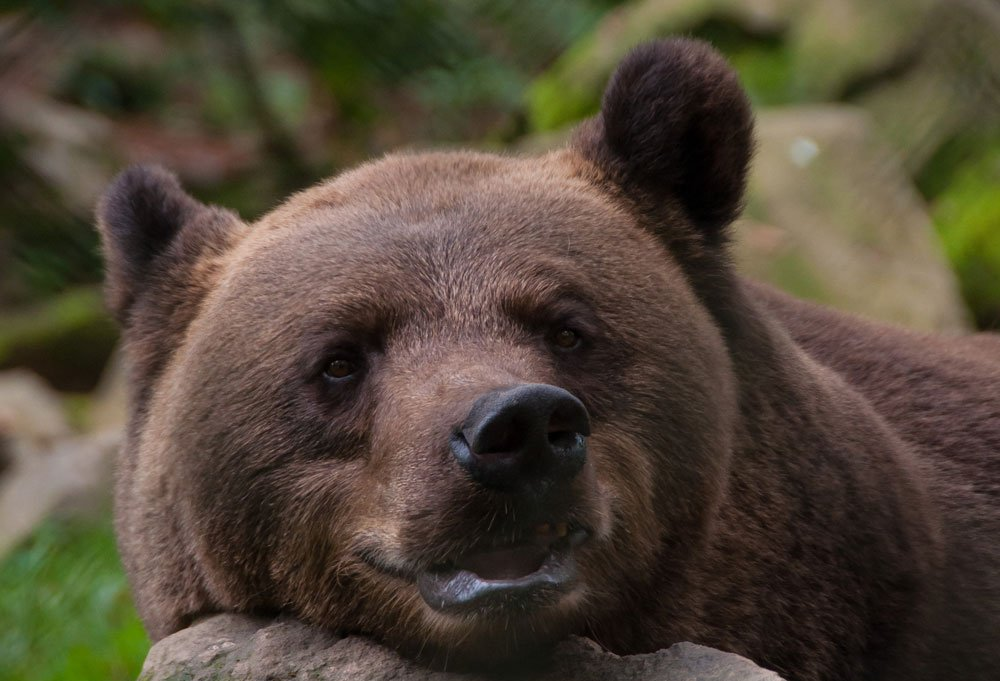 Upplevelser, djur & aktiviteter för hela familjen i Skånes Djurpark