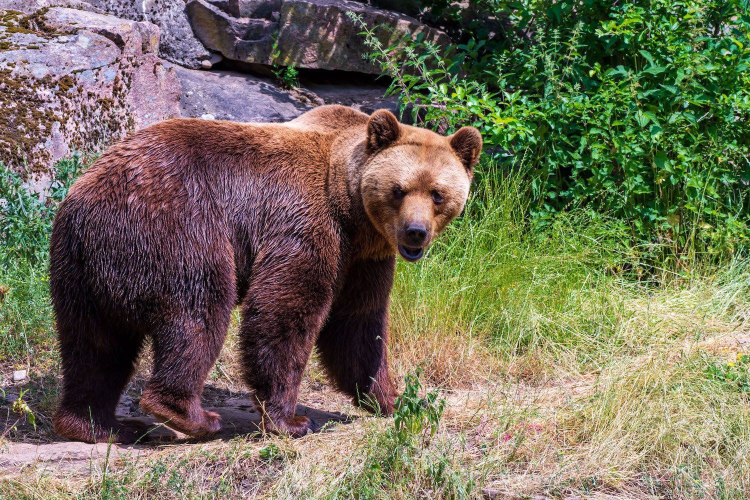 Björnen Glok bor i Skånes Djurpark