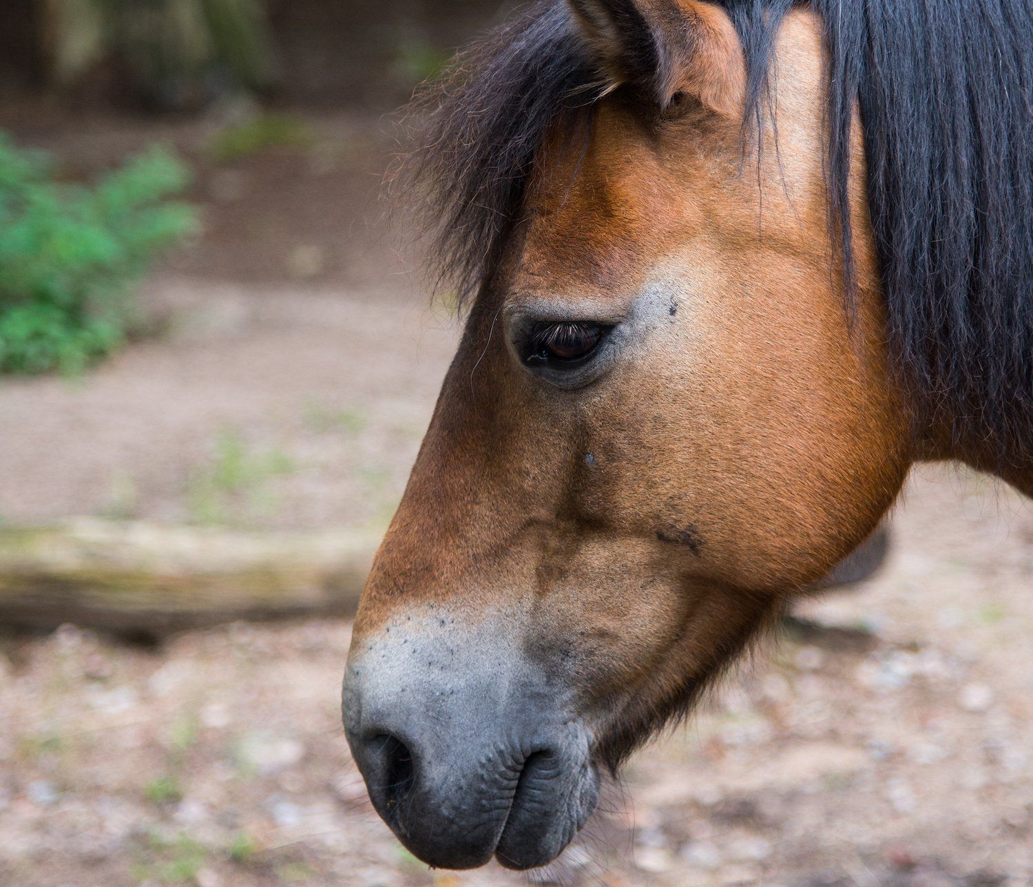 Gotlandsrusset är en stark och tålig häst i litet format