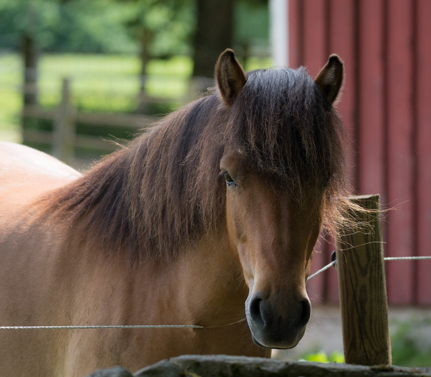 Gotlandsrusset är den enda inhemska svenska ponnyn