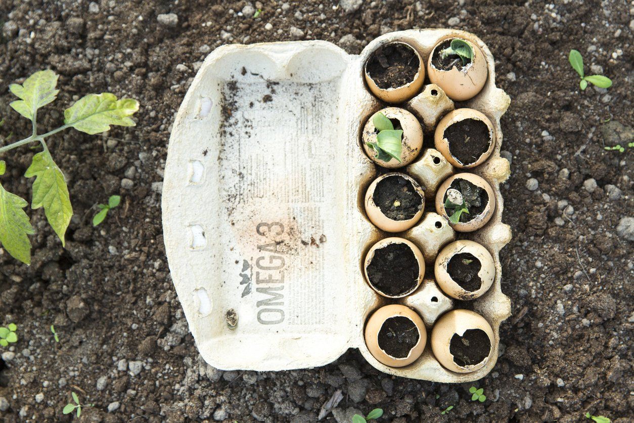 Snyggt och praktiskt - när du ska plantera ut dina plantor så kan du bara knäcka till äggskalen och sätta ner alltihop i jorden.