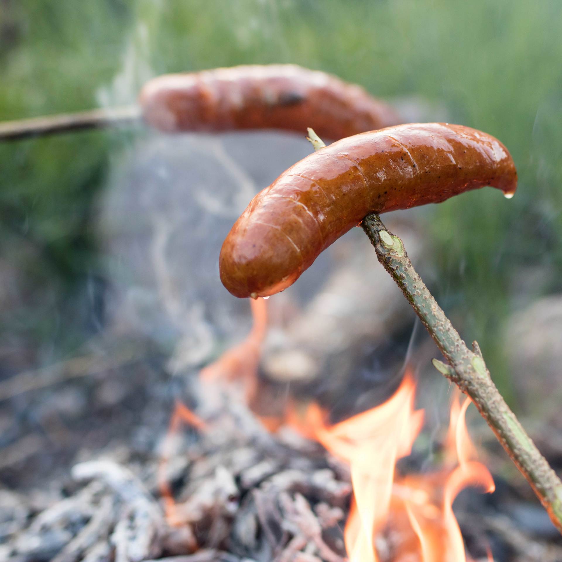 Upplev djurparken från trädtopparna i expedition UPP