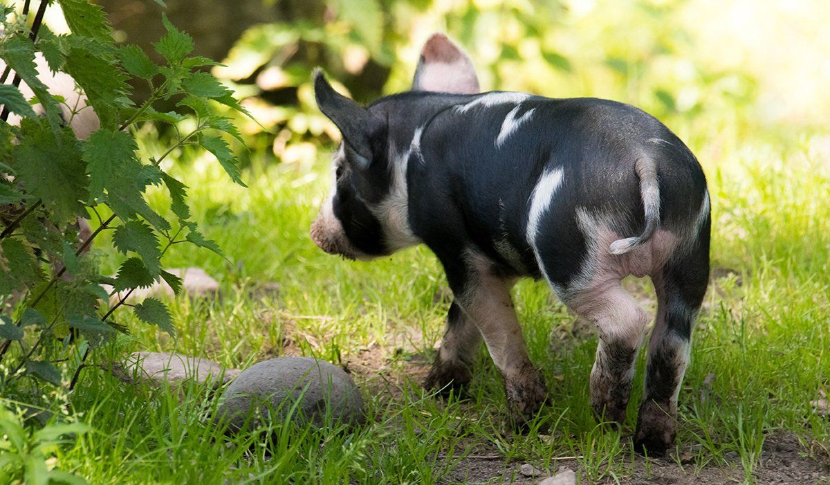 Bo över i Camp Oak - Mitt i Skånes Djurpark
