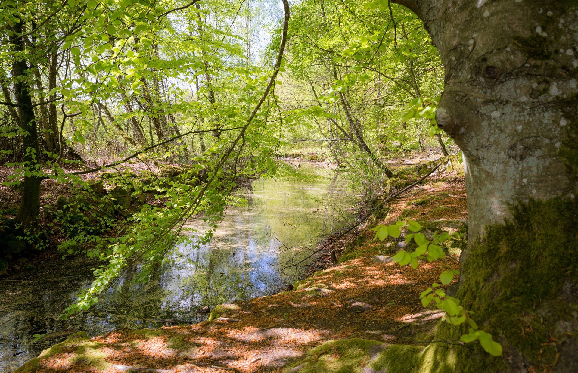 Vacker natur på våren i Skånes Djurpark