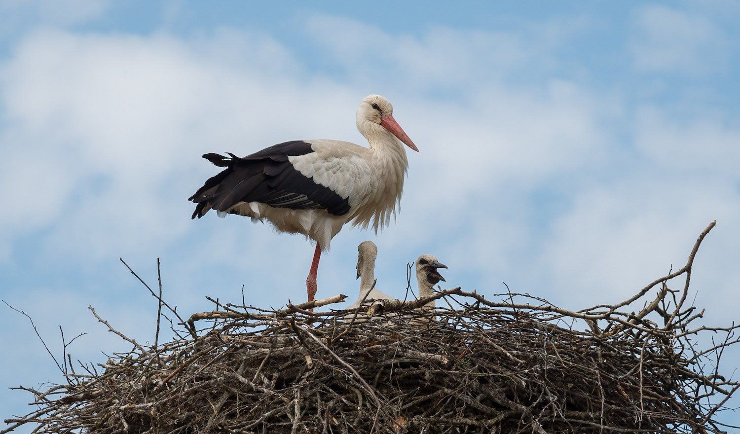 Stork i bo med ungar i Skånes Djurpark