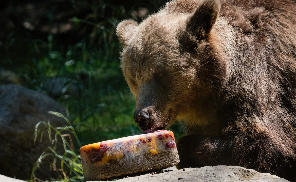 Björnen Glok som bor i Skånes Djurpark äter svalkande glass varje dag på sommaren.