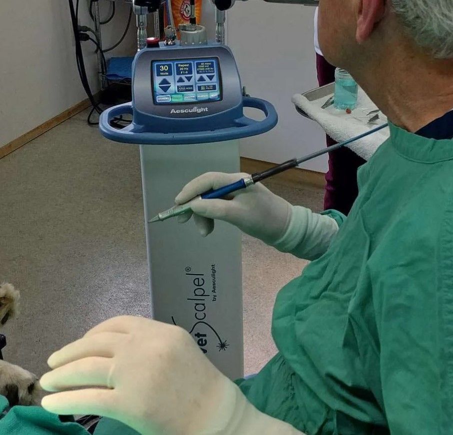 Dog Laser Surgery — Elyria, OH — Elyria Animal Hospital
