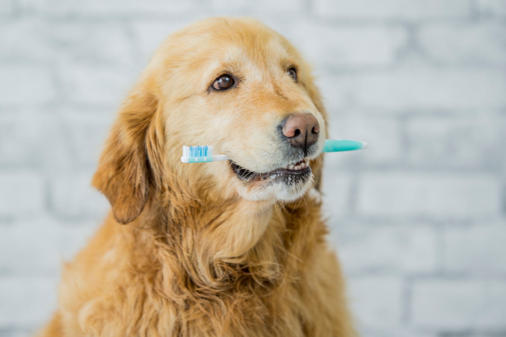 Dog with a Toothbrush in its Mouth — Elyria, OH — Elyria Animal Hospital