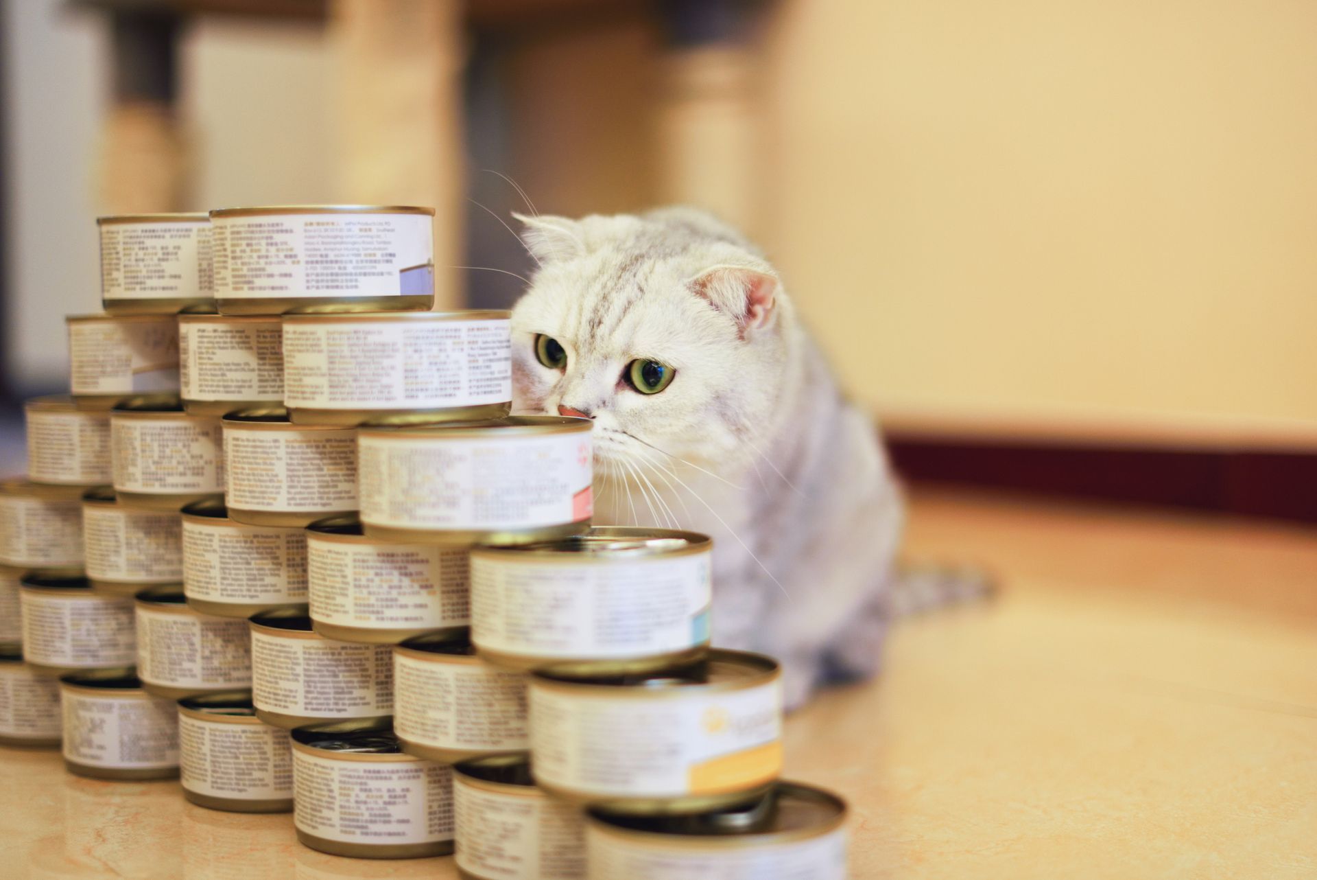 Cat Sniffing the Cat Food — Elyria, OH — Elyria Animal Hospital