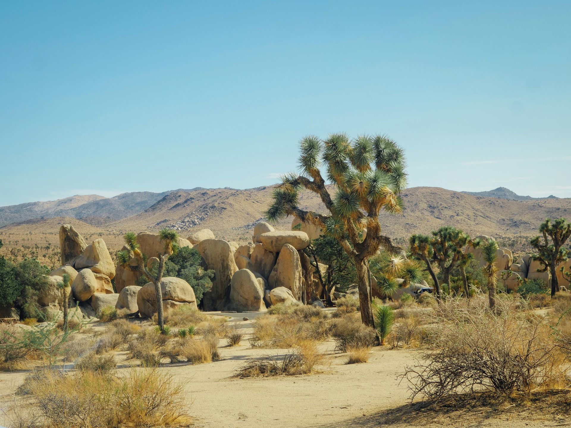 Overlooking a mountain range under a moody, dark blue sky. Lush green foreground with scattered rocks and dense pine trees.