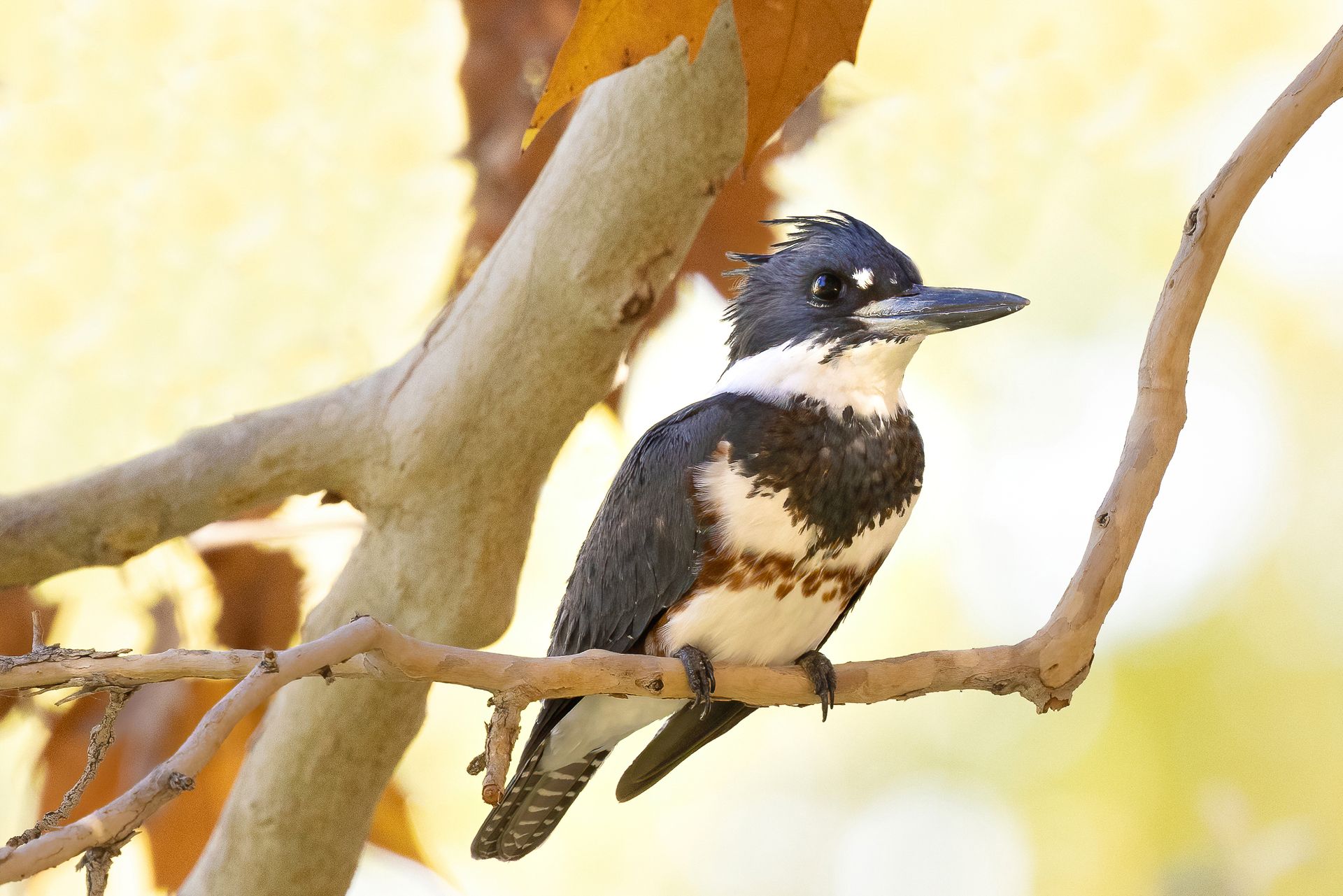A black and white bird perched on a tree branch