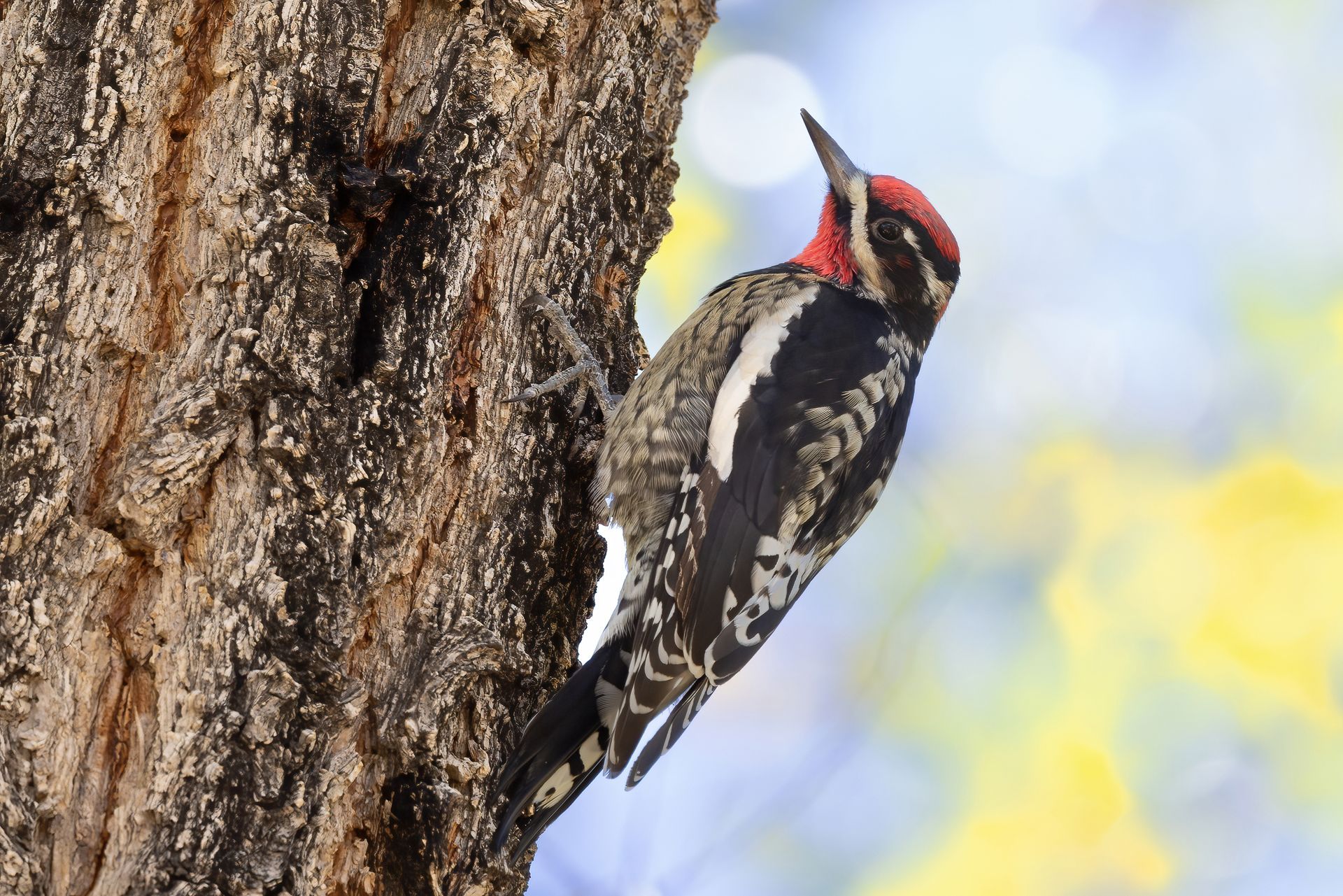 A woodpecker perched on the side of a tree trunk.
