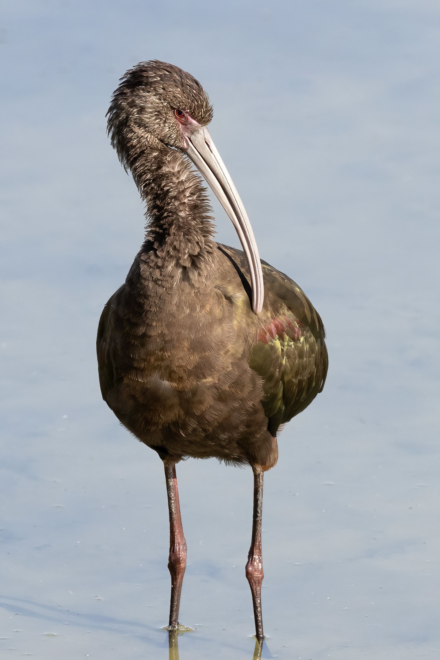 A bird with a long beak is standing in the water