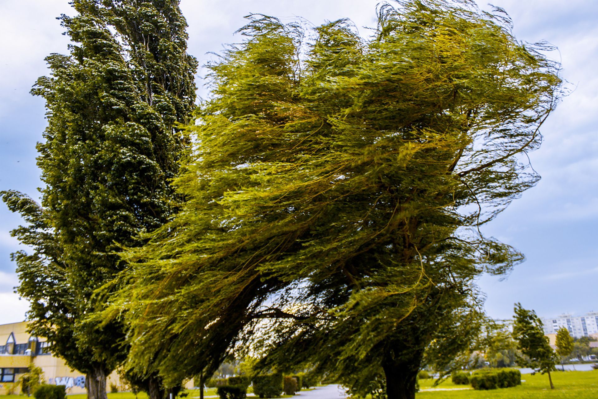 A row of trees blowing in the wind in a park