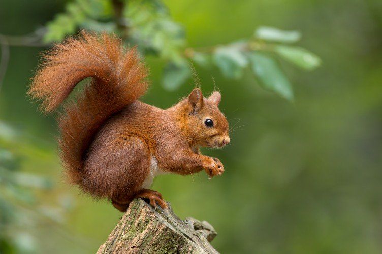 red squirrel ireland wicklow