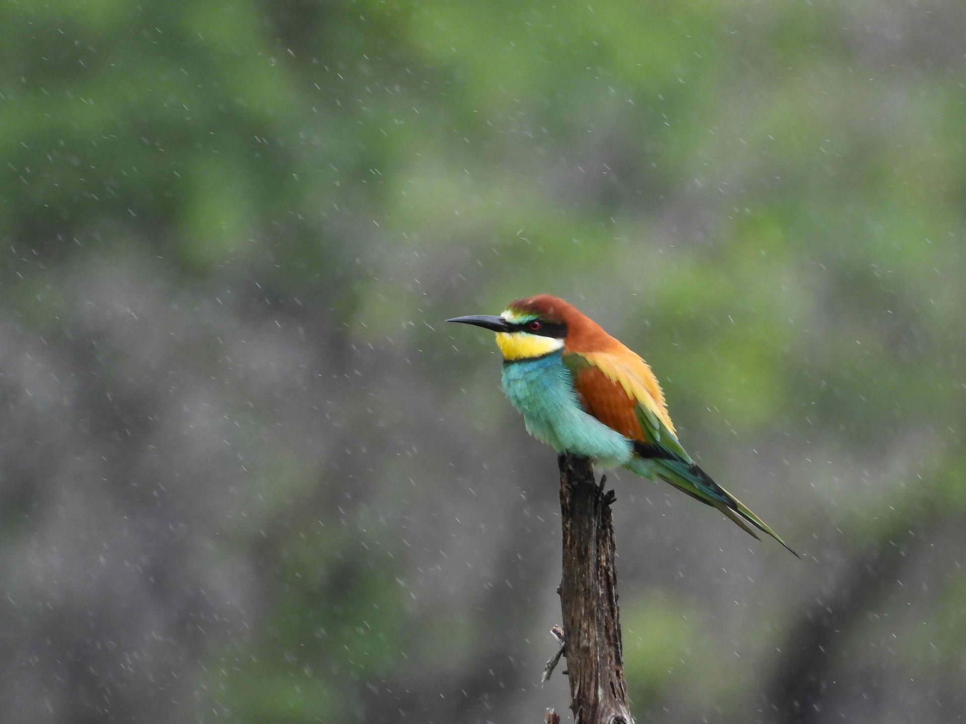 A colorful bird perched on a tree branch in the rain.