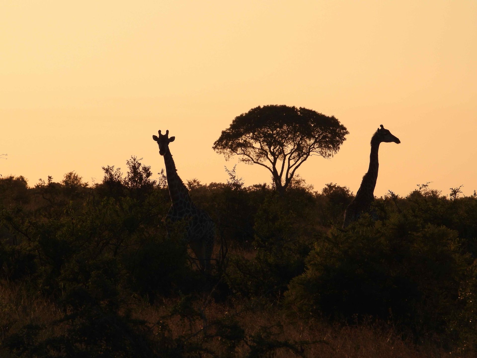 Three giraffes are silhouetted against a sunset sky