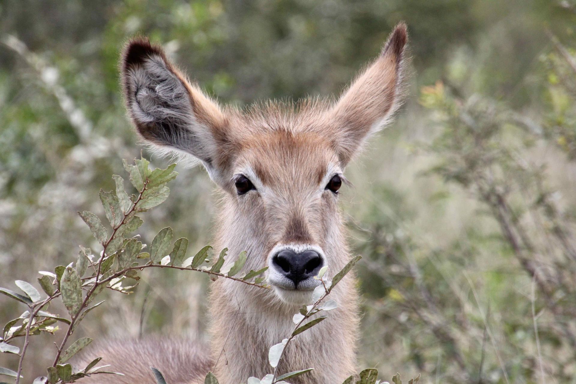 A close up of a waterbuck in a field looking at the camera.