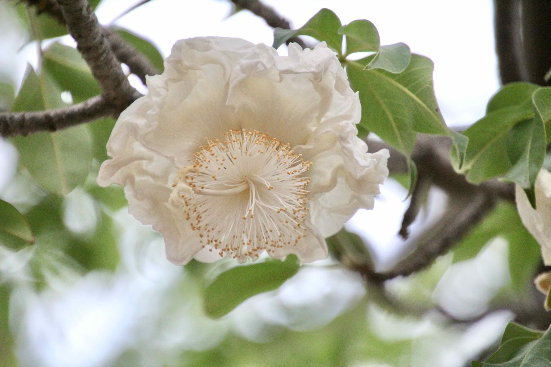 A close up of a white flower on a tree branch.