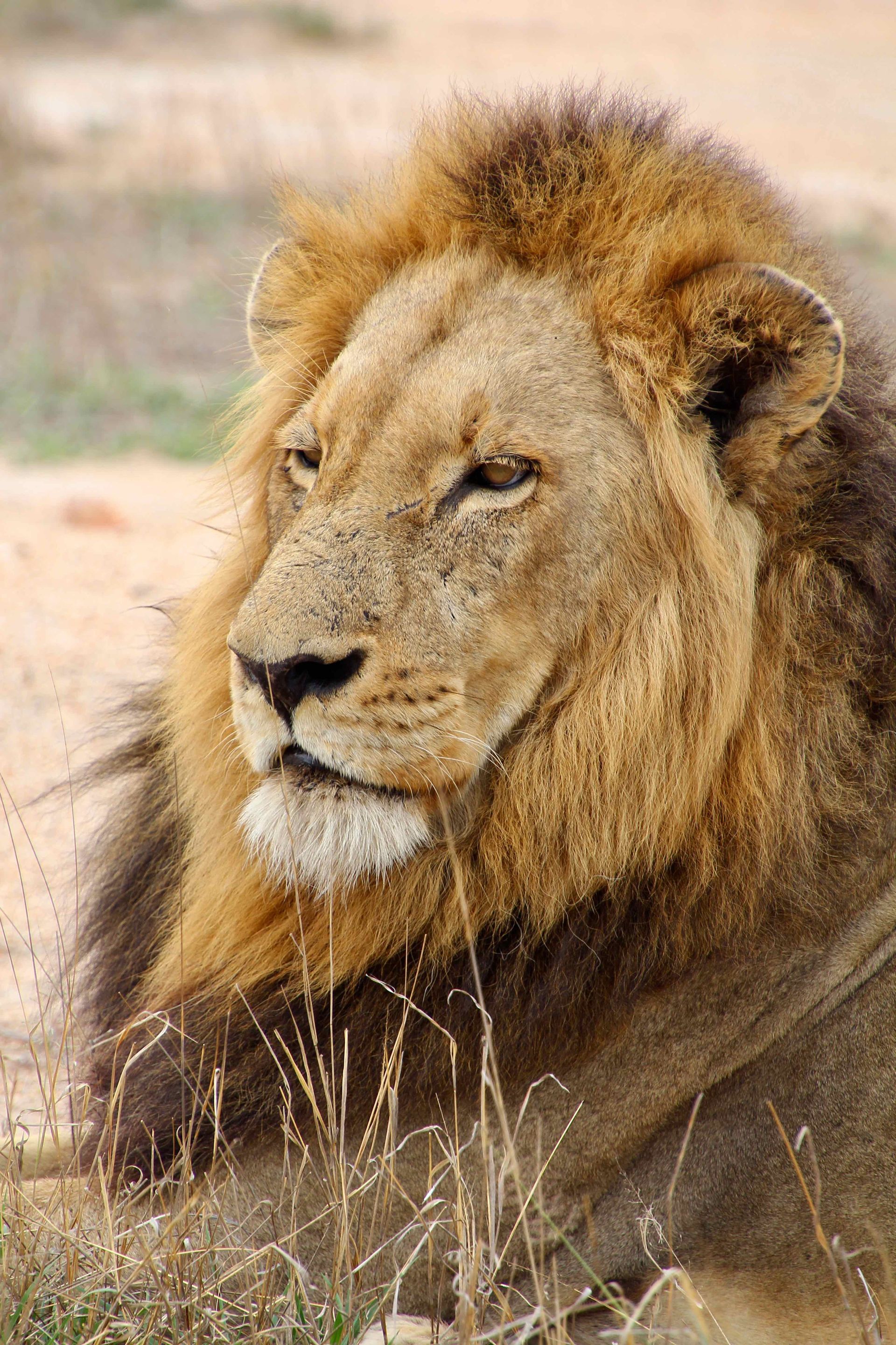 A close up of a lion laying down in the grass.