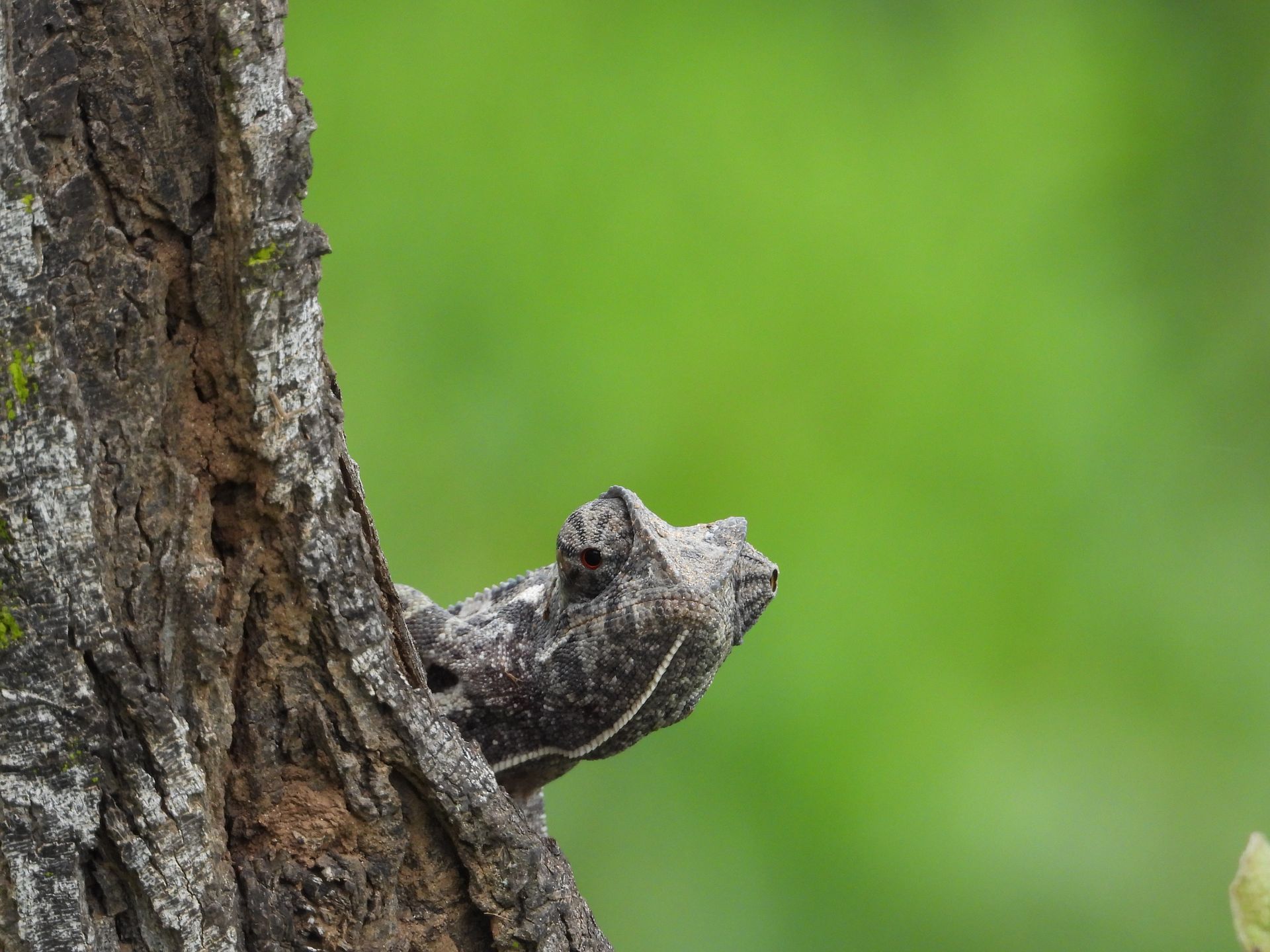A chameleon is sitting on the side of a tree trunk.