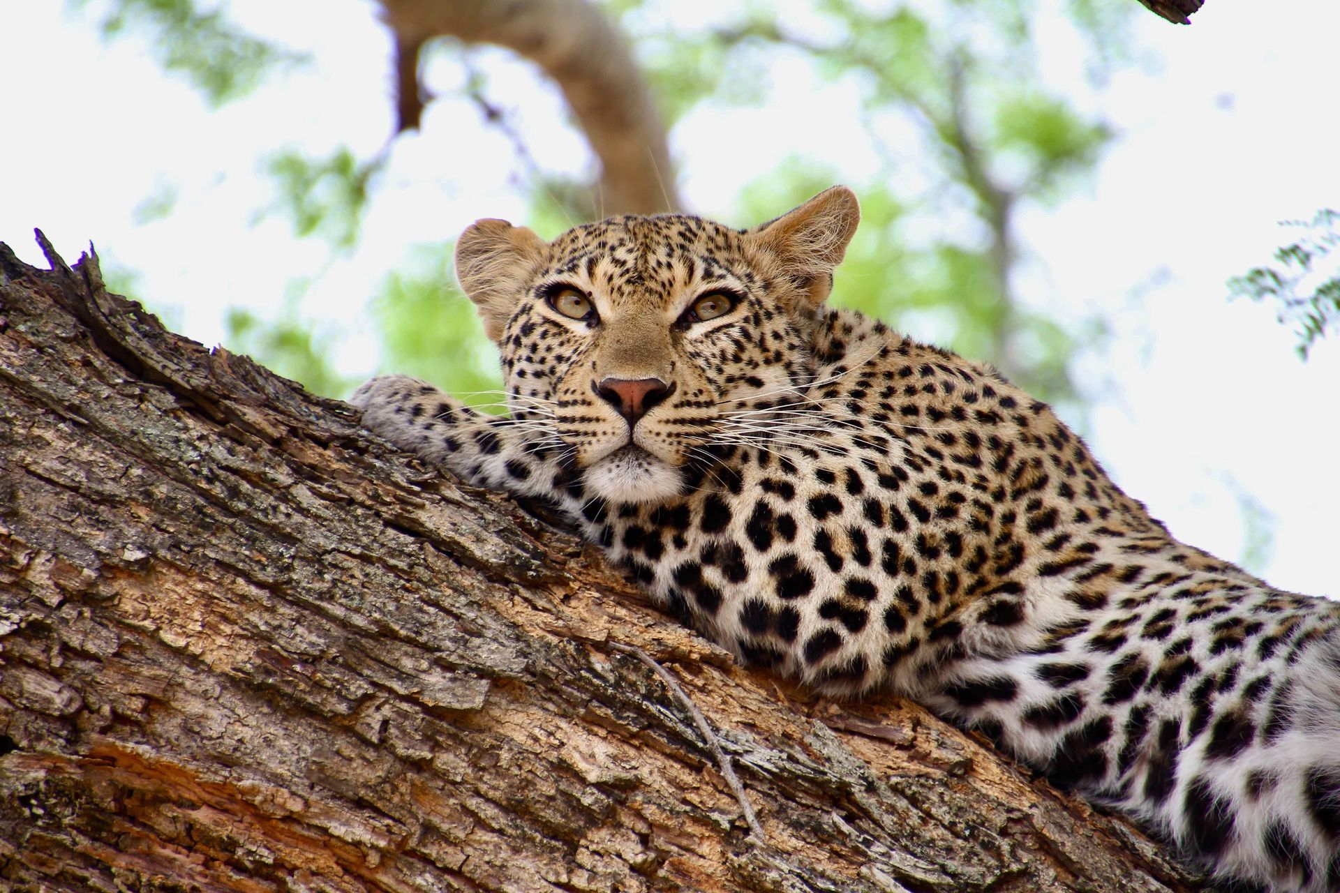 A leopard is laying on a tree branch.