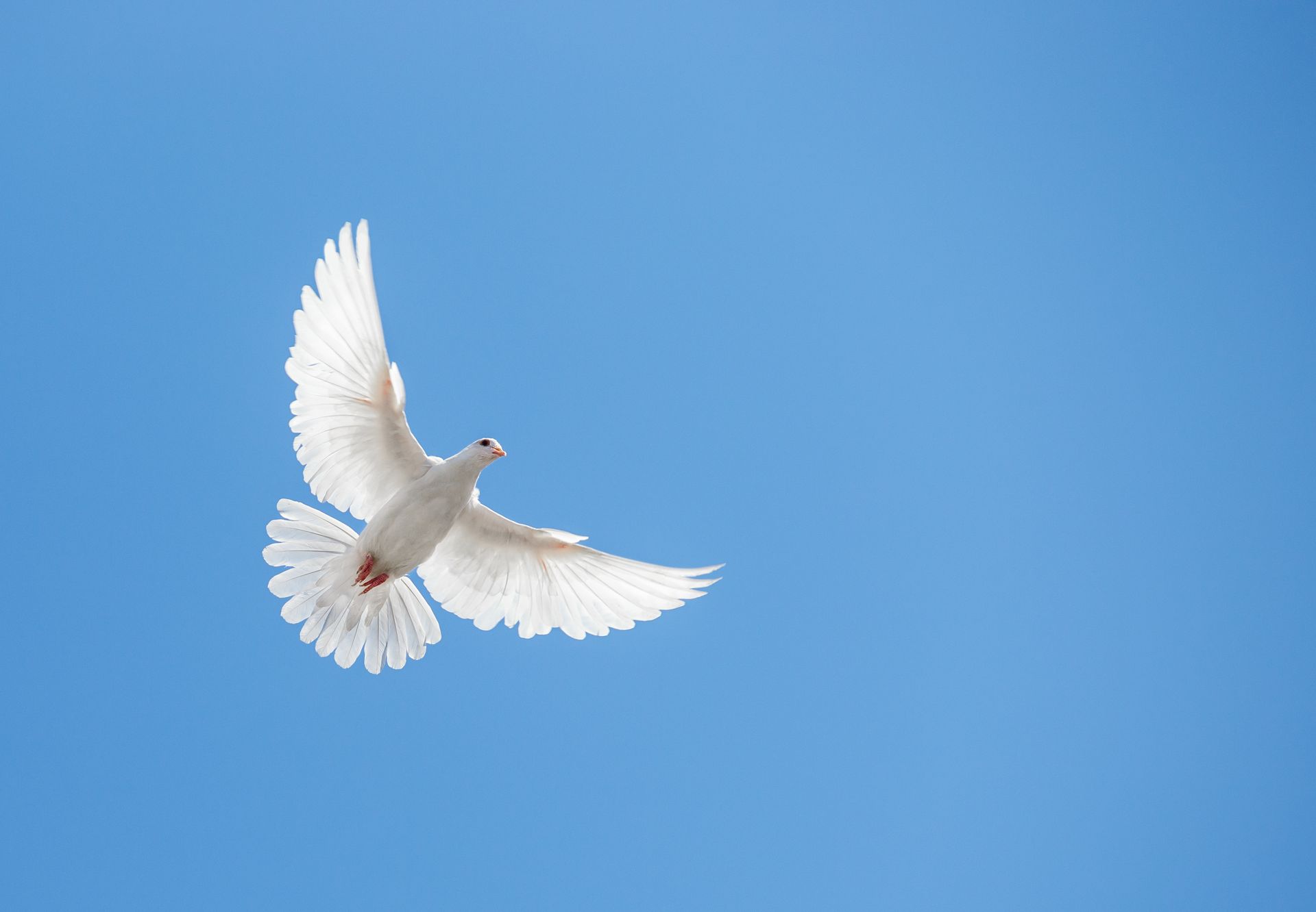 Dove release for funeral services provided by Hayworth Funeral Homes serving Forsyth County in North Carolina