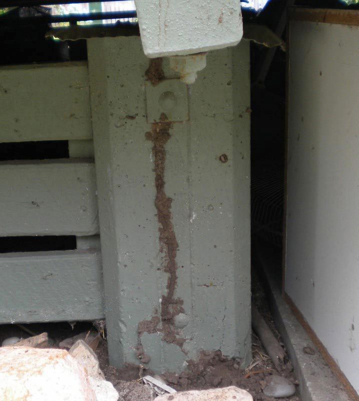 A Termite Trail is Coming Out of a Wooden Post — Audy Geiszler Pest Control in Bowen, QLD
