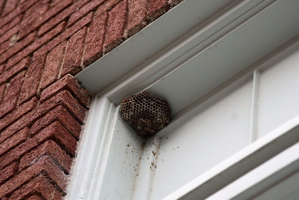 A Wasp Nest is Sitting on the Side of a Brick Building — Audy Geiszler Pest Control in Ayr, QLD