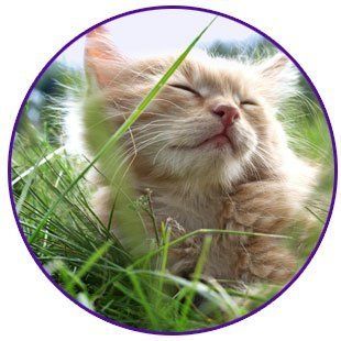 cat closing its eyes