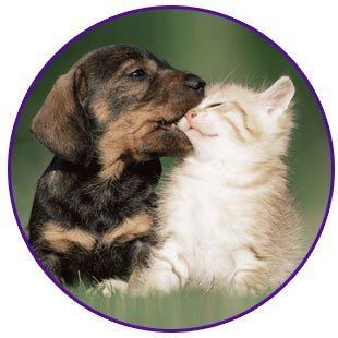 dog and cat together