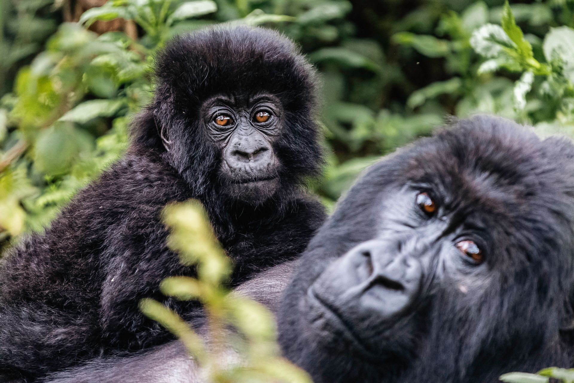 Speke Uganda Holidays - Rwanda Gorilla Trekking