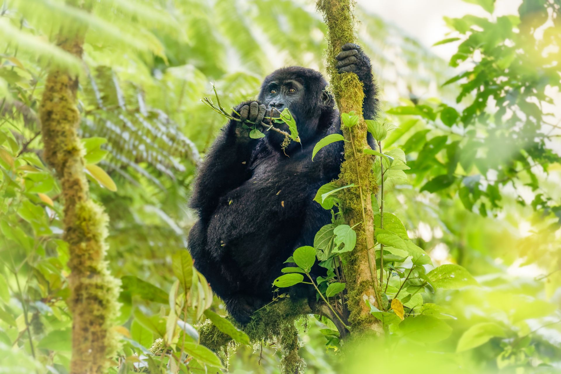 Speke Uganda Holidays - 4 Days Gorilla Galore Fly-In Trekking