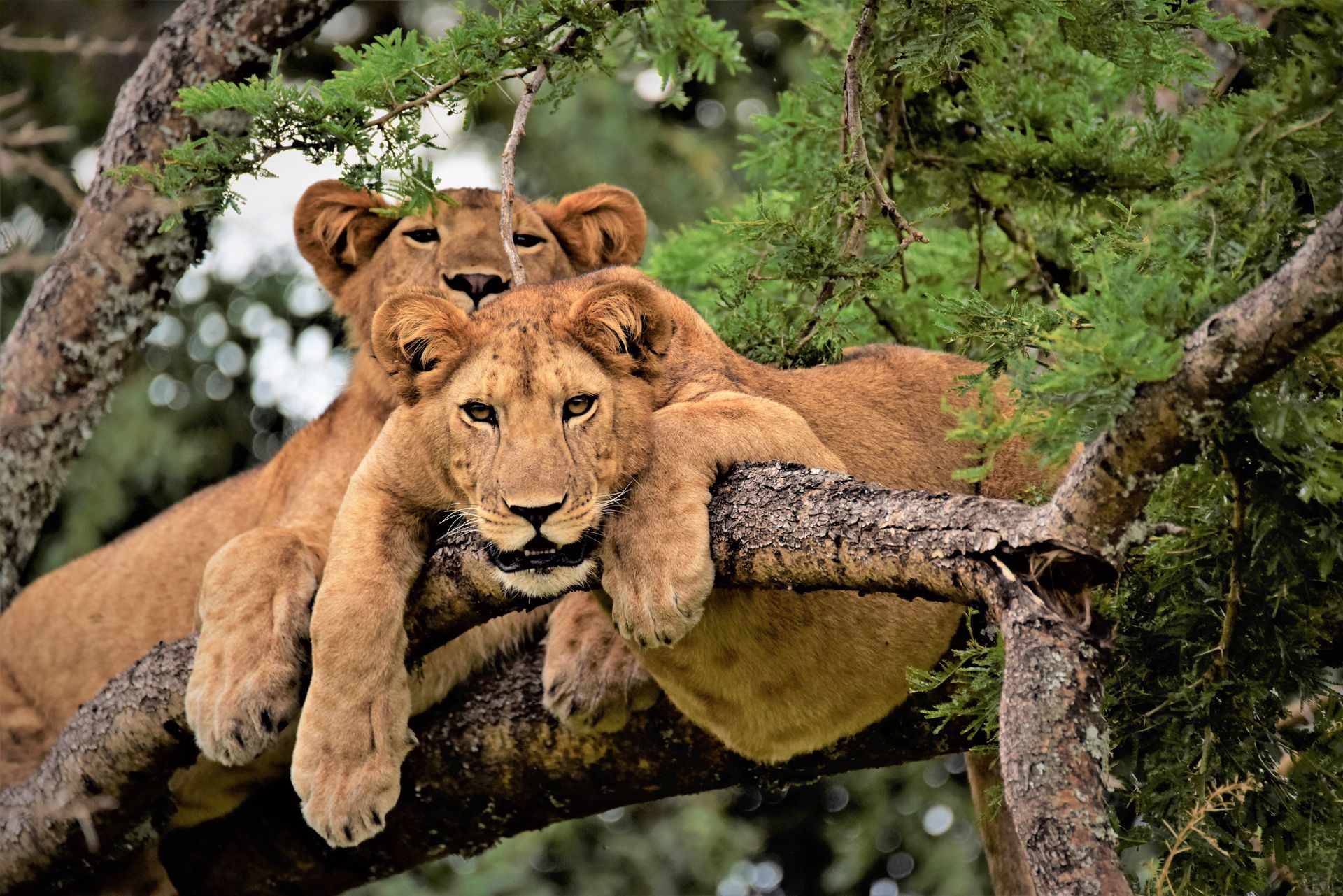 Speke Uganda Holidays - Uganda lions