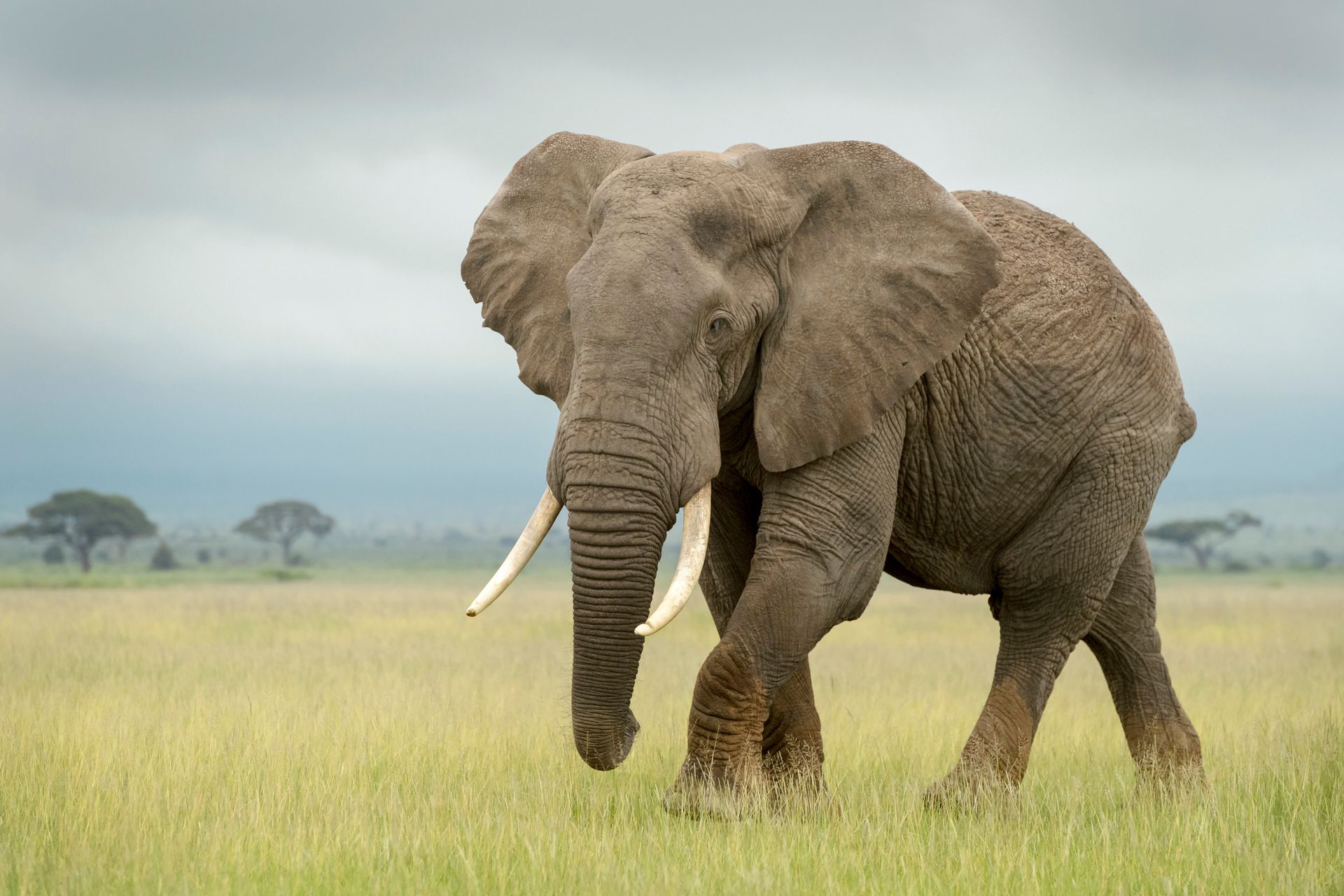 Speke Uganda Holidays - Uganda Elephant Bull
