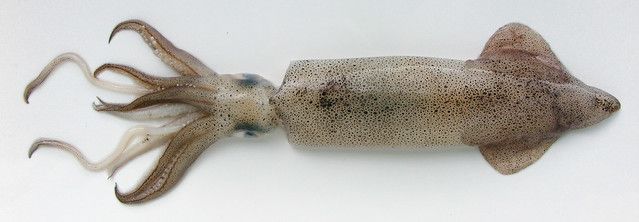 1 kilo Kleine pijl inktvis