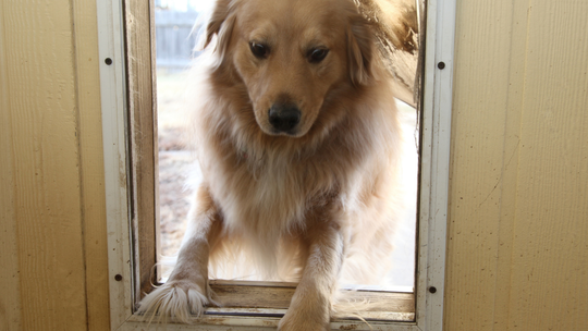 Golden retriever peering through a dog door, paws on the bottom, looking down.