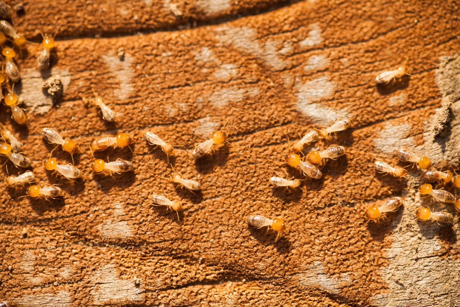 Termites — Wichita, KS — Bugs R Us And Bluebird Chimney