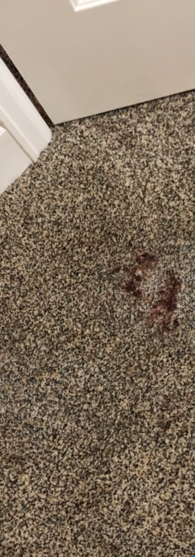 A close up of a carpet with a stain on it.