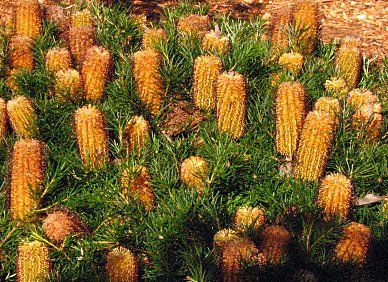 Banksia spinulosa 'Coastal Cushion' Native Species from Australia